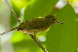 Ochre-bellied Flycatcher