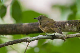 Ochre-bellied Flycatcher