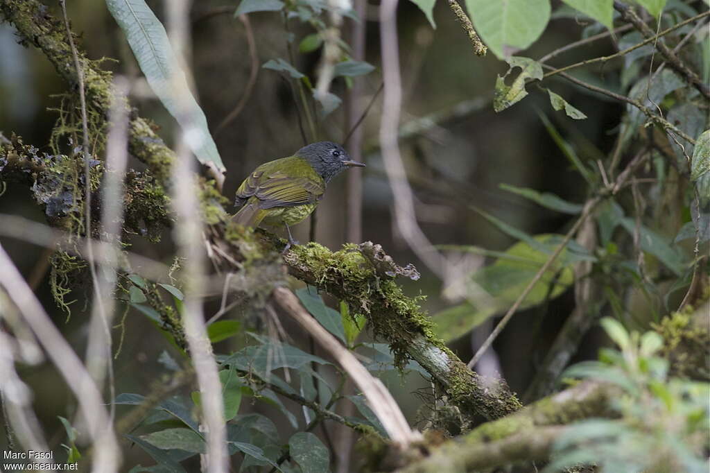 Pipromorphe striéadulte, habitat