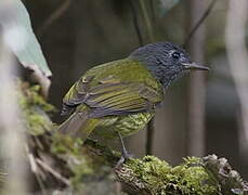 Streak-necked Flycatcher