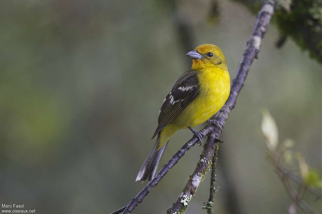Flame-colored Tanager female, adult, pigmentation