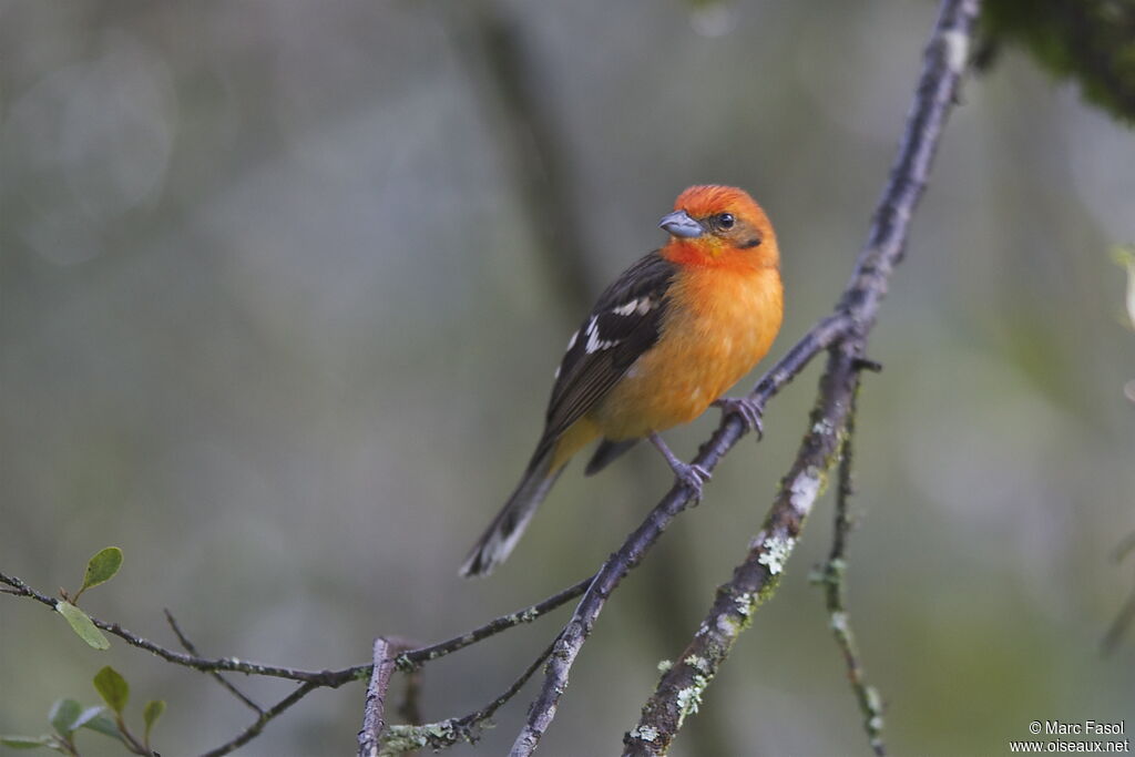 Flame-colored Tanager male, adult, identification