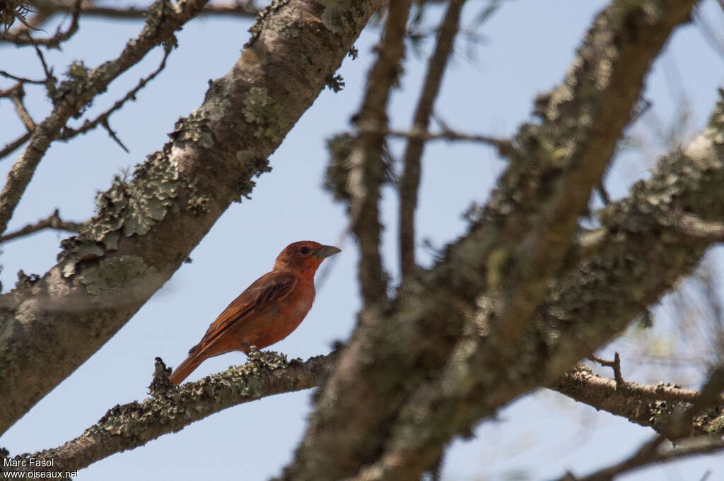 Hepatic Tanager male immature, identification