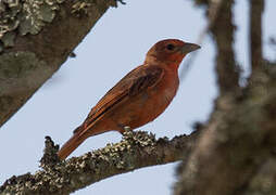 Hepatic Tanager