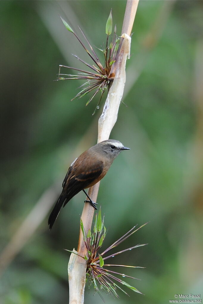 Brown-backed Chat-Tyrantadult, identification