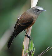 Brown-backed Chat-Tyrant