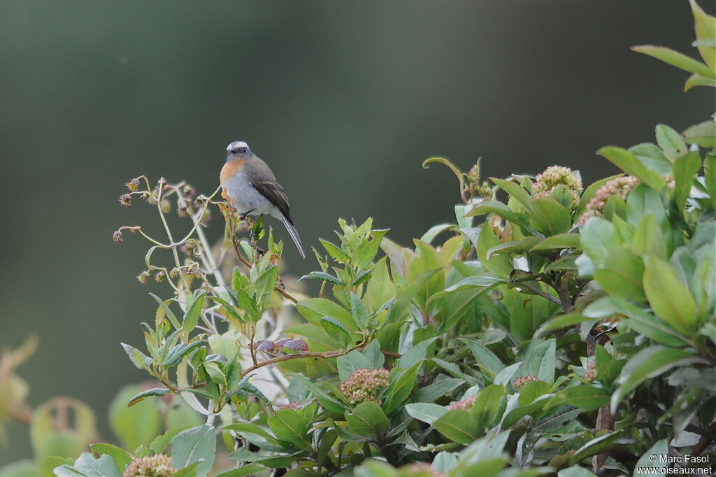 Pitajo à poitrine rousseadulte, identification