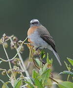 Rufous-breasted Chat-Tyrant