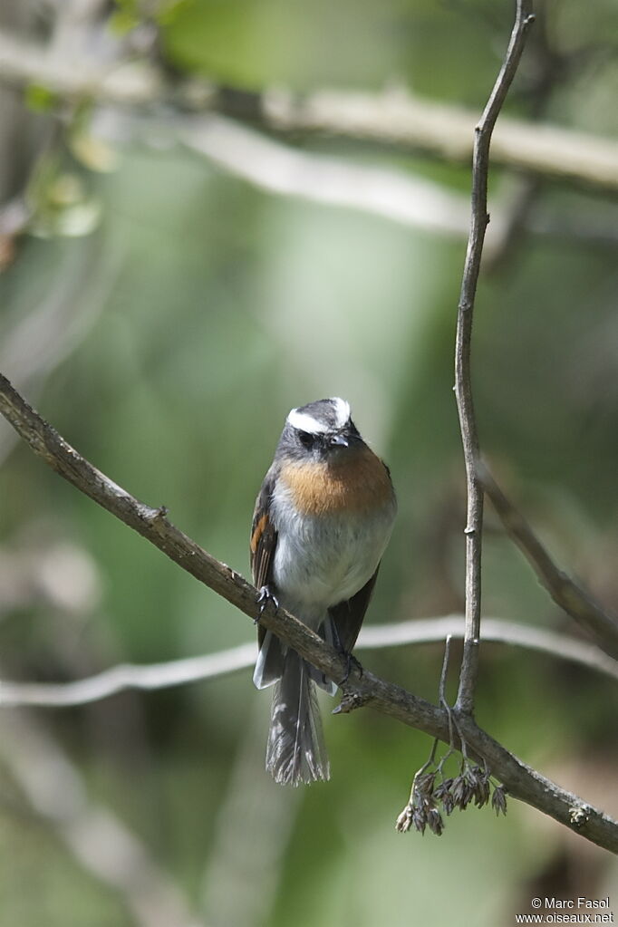 Pitajo à poitrine rousseadulte, identification