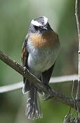 Rufous-breasted Chat-Tyrant