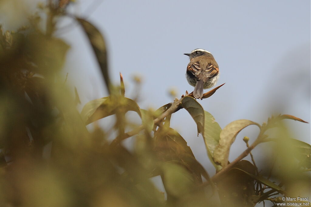 Rufous-breasted Chat-Tyrantadult, identification