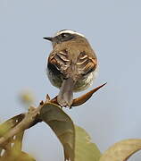 Rufous-breasted Chat-Tyrant