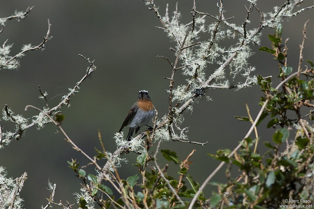 Pitajo à poitrine rousseadulte, identification