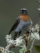 Rufous-breasted Chat-Tyrant