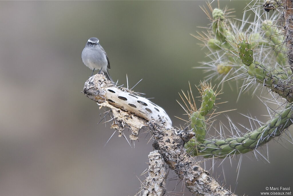 White-browed Chat-Tyrantadult breeding, identification