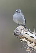 White-browed Chat-Tyrant