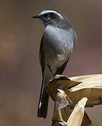 White-browed Chat-Tyrant