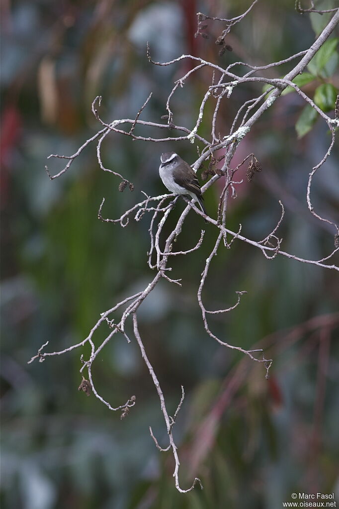 White-browed Chat-Tyrantadult, identification