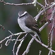 White-browed Chat-Tyrant