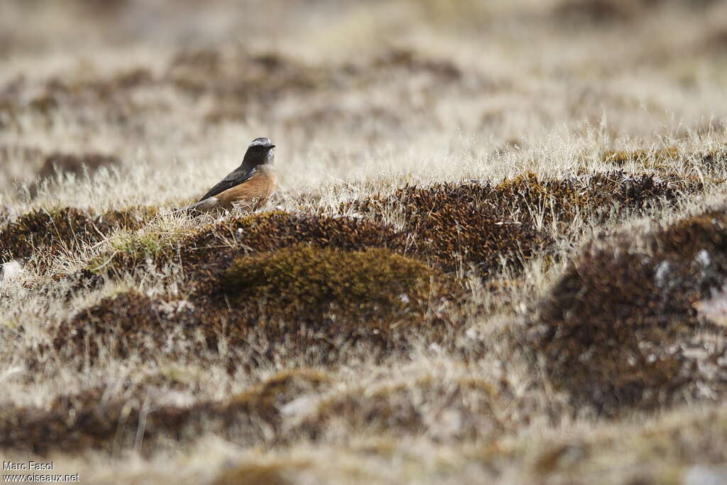 D'Orbigny's Chat-Tyrantadult, identification