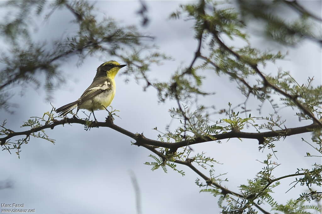 Tumbes Tyrantadult breeding, identification