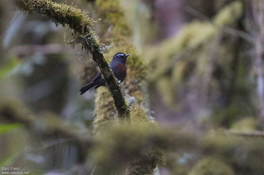 Slaty-backed Chat-Tyrantadult, identification