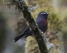 Slaty-backed Chat-Tyrant