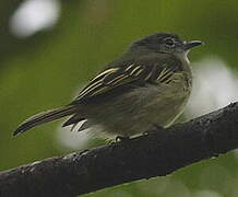 Yellow-winged Flatbill