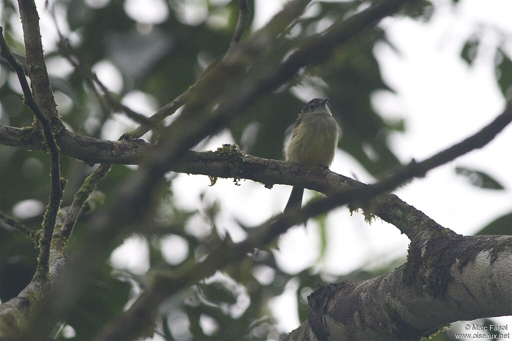 Yellow-winged Flatbilladult, identification