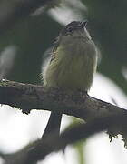 Yellow-winged Flatbill