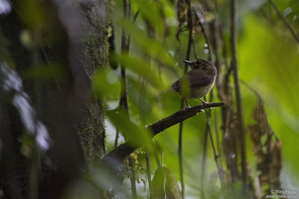 White-throated Spadebilladult, identification