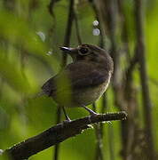 White-throated Spadebill