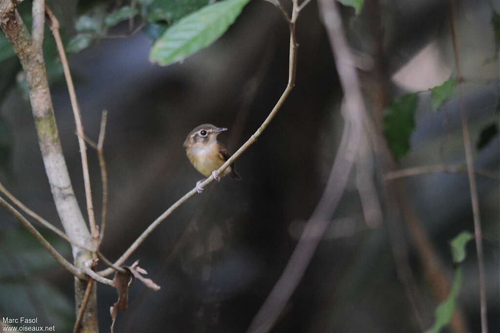 Stub-tailed Spadebilladult breeding, close-up portrait