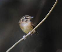 Stub-tailed Spadebill