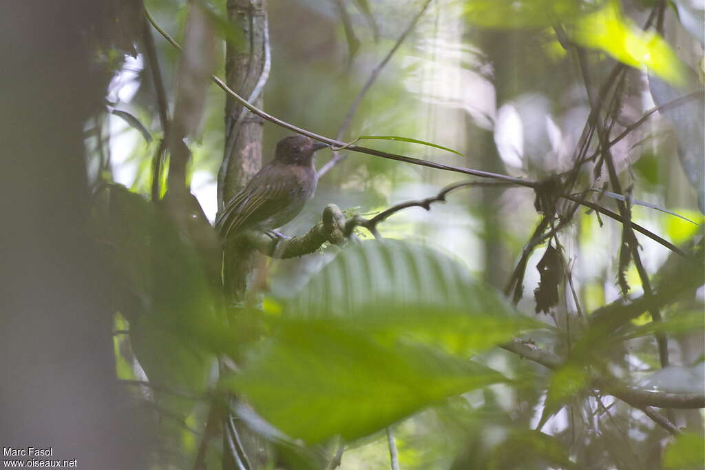 Brownish Twistwing male adult, identification