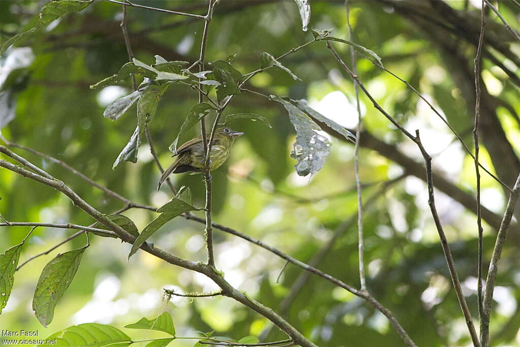 Platyrhynque de Colombieadulte, identification