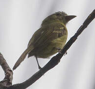 Yellow-olive Flatbill