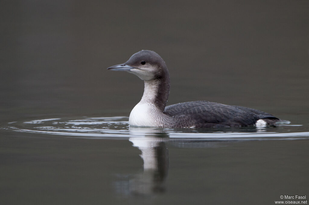 Black-throated LoonFirst year, identification, swimming