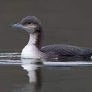 Plongeon arctique