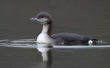 Plongeon arctique