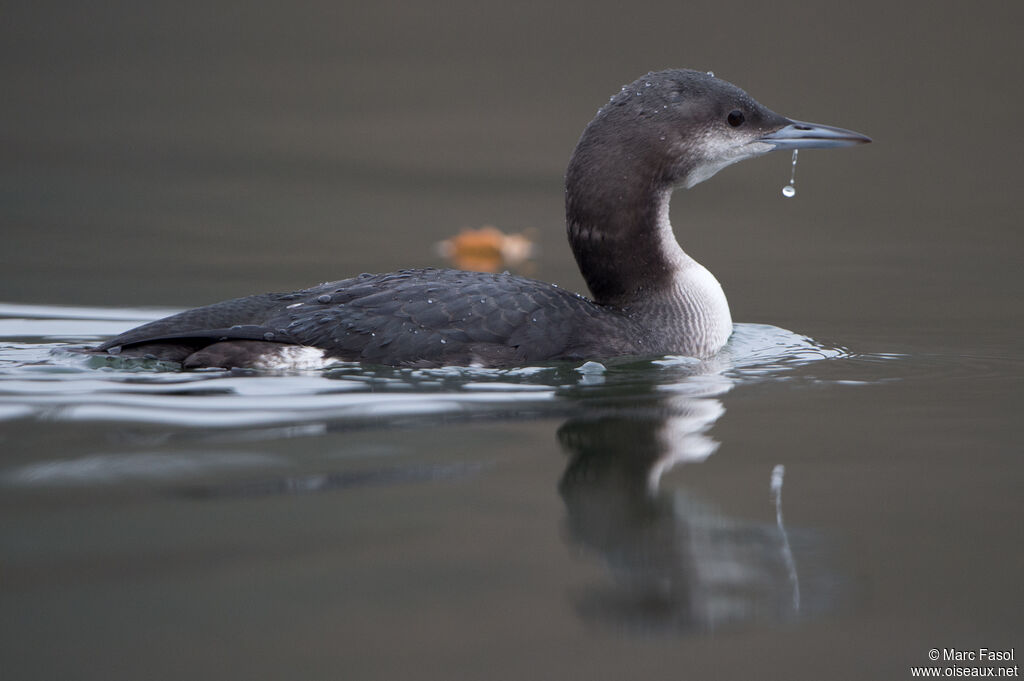 Plongeon arctique1ère année, identification