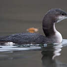 Plongeon arctique
