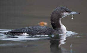 Black-throated Loon