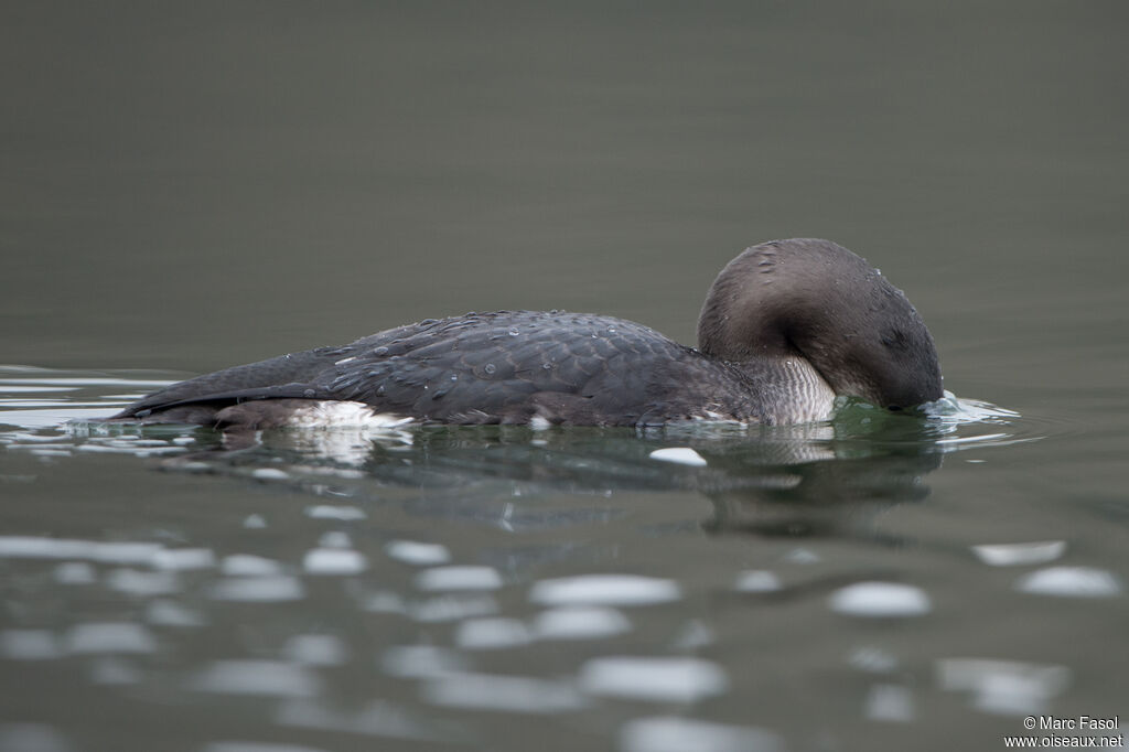 Plongeon arctique1ère année, identification, pêche/chasse