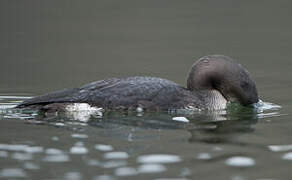 Plongeon arctique