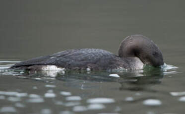 Plongeon arctique