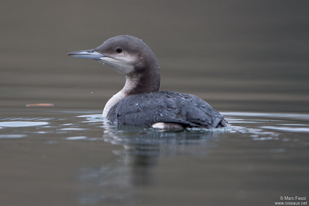 Black-throated LoonFirst year, identification, swimming