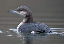 Plongeon arctique