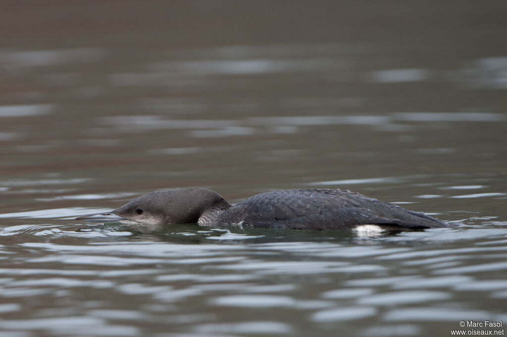 Black-throated LoonFirst year, swimming