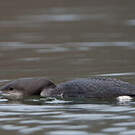Plongeon arctique